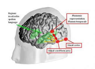 Image from "Inside the Letterbox: How Literacy Transforms the Human Brain," 2013